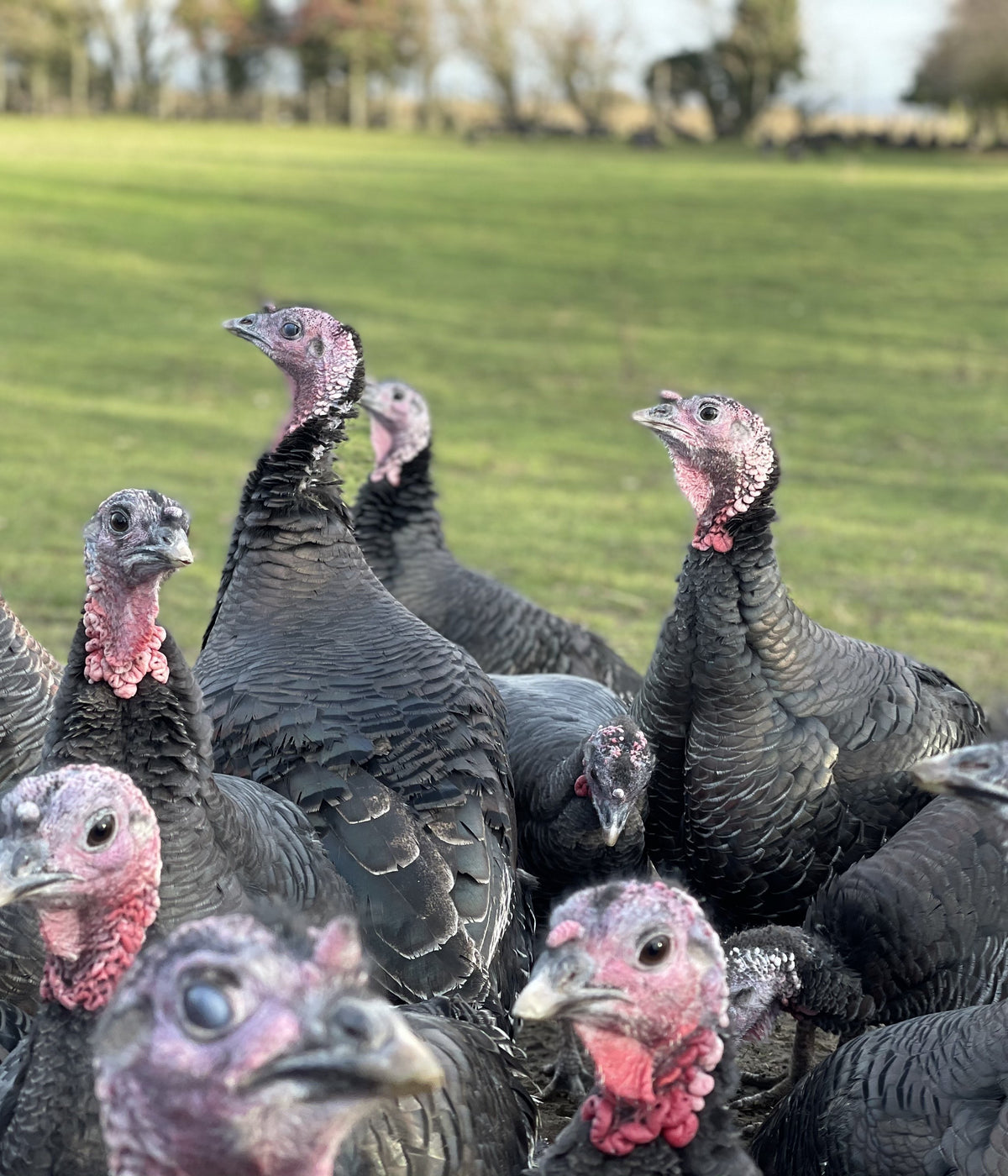 Large Bronze Turkey Breast