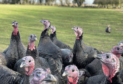 Large Bronze Turkey Breast